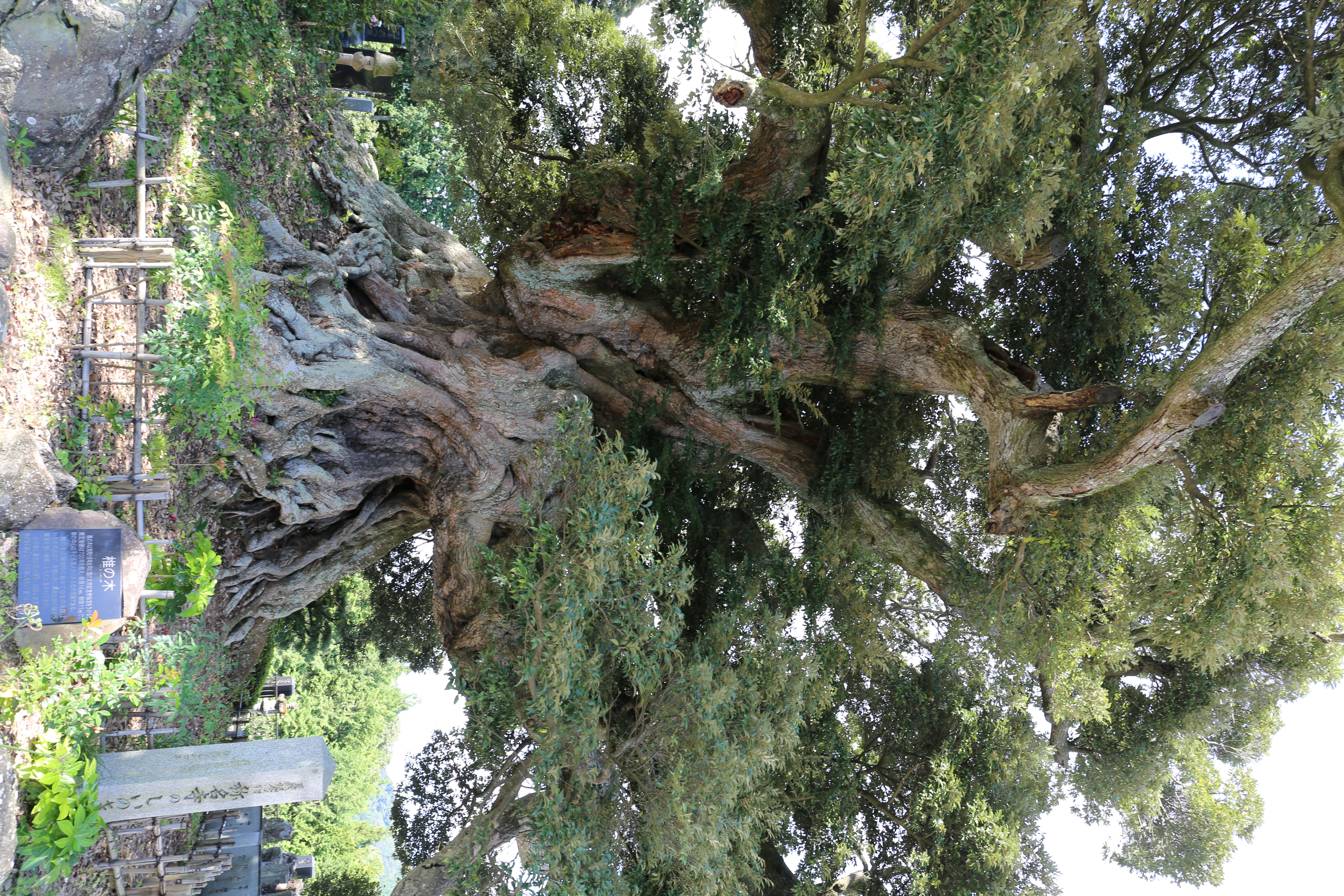 シイの木の写真
