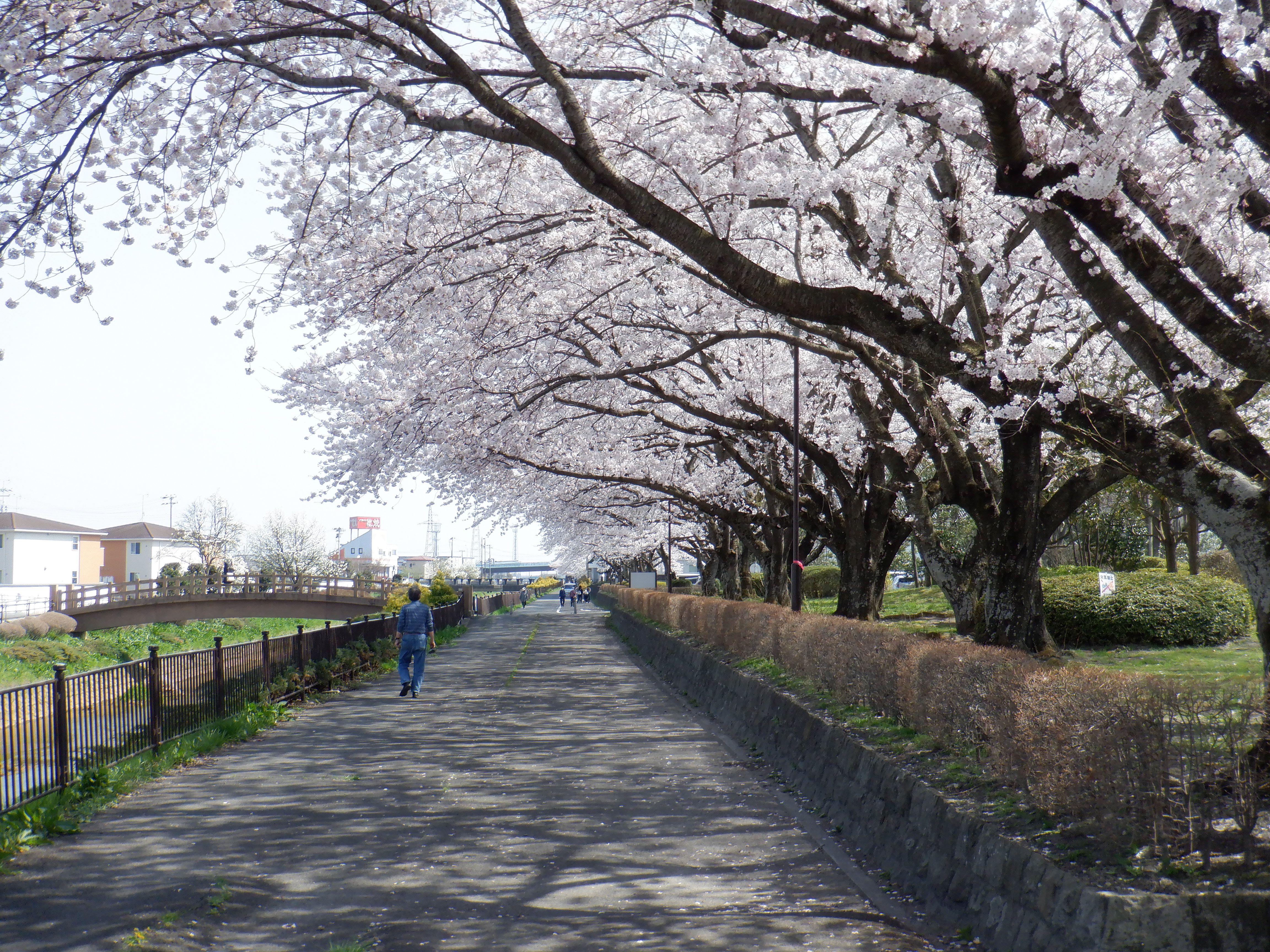 桜並木の遊歩道