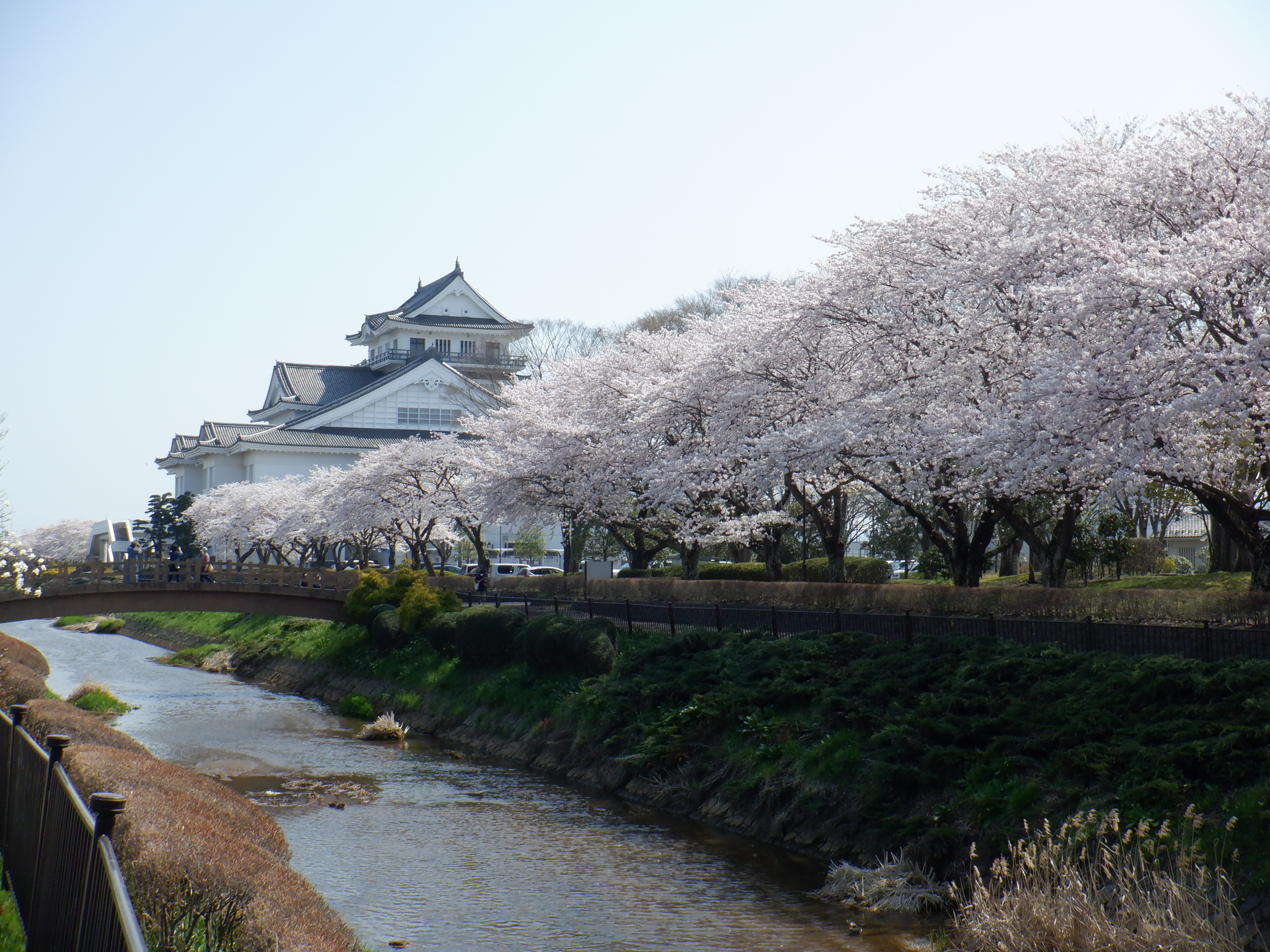 桜が咲いている悠里公園の風景